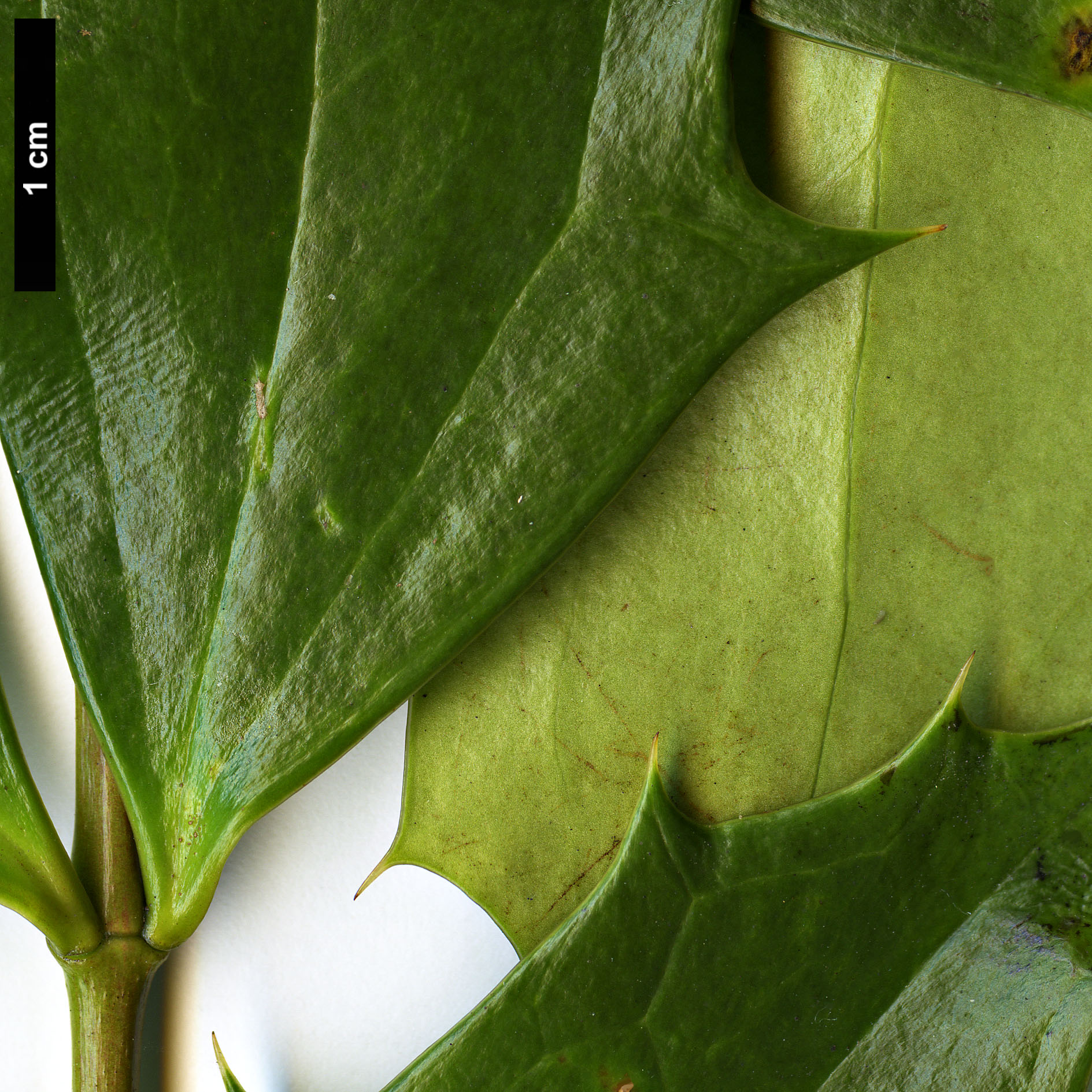 High resolution image: Family: Berberidaceae - Genus: Mahonia - Taxon: ×emeiensis - SpeciesSub: 'Emei Shan' (M.gracilipes × M.nitens)